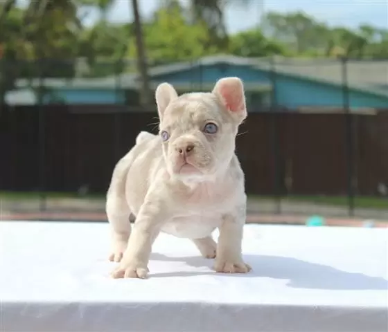 $600 : French bulldogs image 2