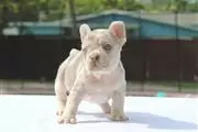 $600 : French bulldogs thumbnail
