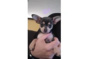 $600 : Chihuahuas thumbnail