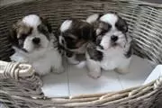 5 hermosos cachorros shih tzu en Arlington VA