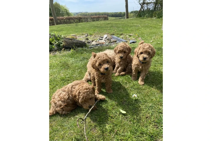 $450 : Real Poodle puppies for sale image 4