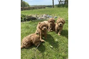 $450 : Real Poodle puppies for sale thumbnail