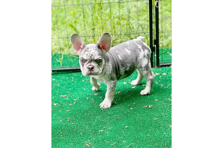 $400 : French bulldog image 4