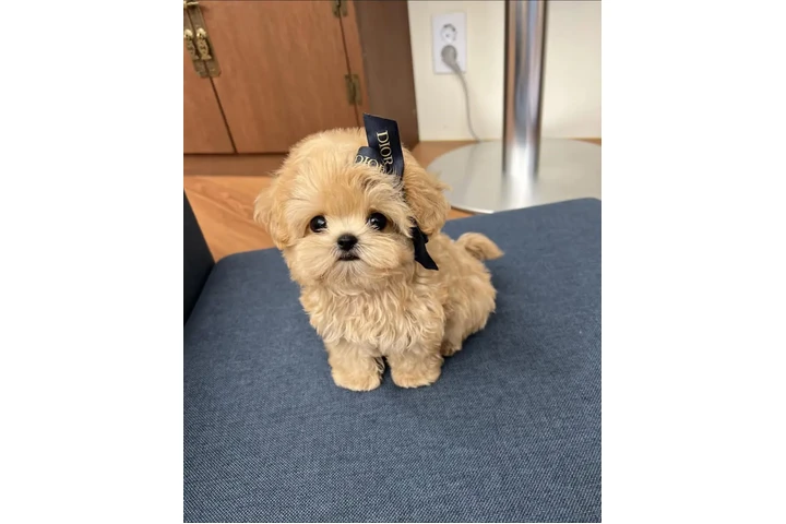 $350 : Maltipoo Cachorros a la venta image 2