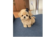 $350 : Maltipoo Cachorros a la venta thumbnail