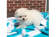 $400 : Camada de Pomerania thumbnail