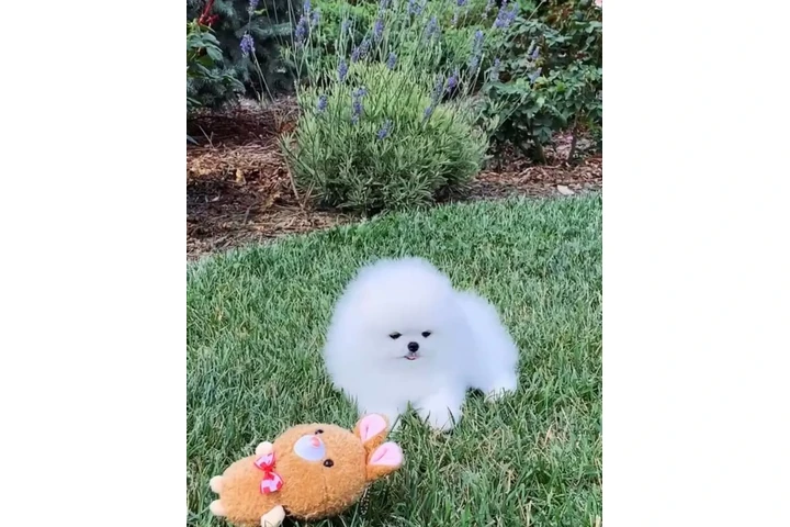 $300 : Pomeranian puppies image 2