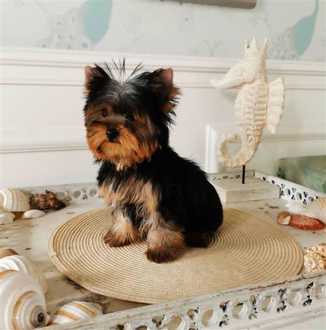 $360 : Social Yorkshire terrier puppy image 2
