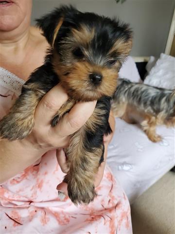 $280 : Yorkshire Terrier Tuppies image 2