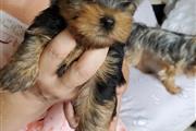 $280 : Yorkshire Terrier Tuppies thumbnail