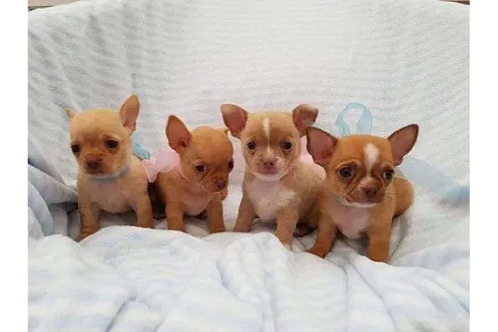 $500 : Chihuahuapuppies ( Girls and b image 2