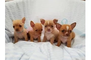 $500 : Chihuahuapuppies ( Girls and b thumbnail
