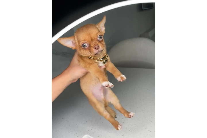 $250 : Chihuahua teacup puppies ❤️ image 9