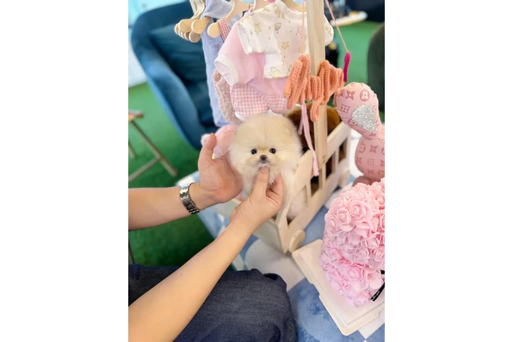 $480 : Pomerania puppies image 1