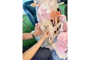 Pomerania puppies en Los Angeles
