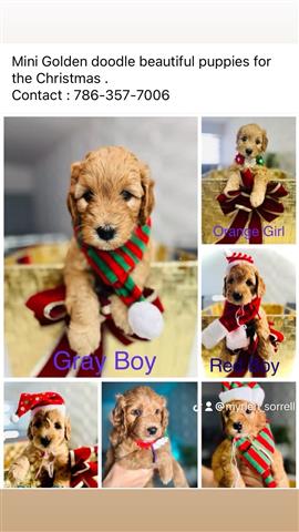 $2300 : Mini Goldendoodle Puppies image 1