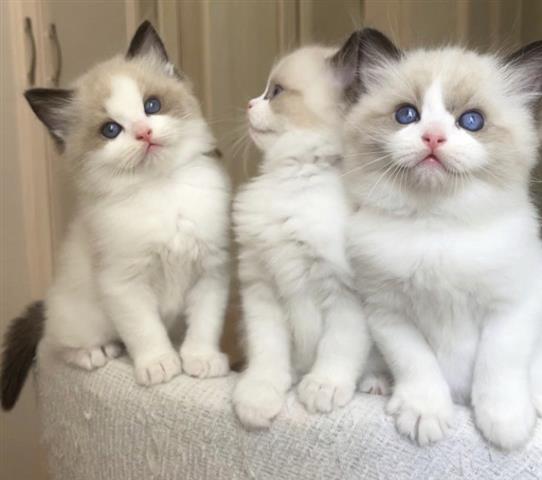$350 : Blue Ragdoll Kittens for sale image 1