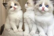 Blue Ragdoll Kittens for sale en Memphis