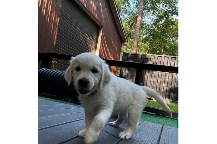 $350 : Cachorros Golden Retriever image 4