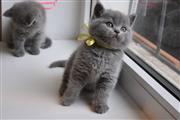 $400 : British shorthair kittens thumbnail