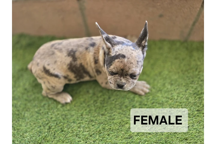 $2000 : French bulldogs fluffy carrier image 5