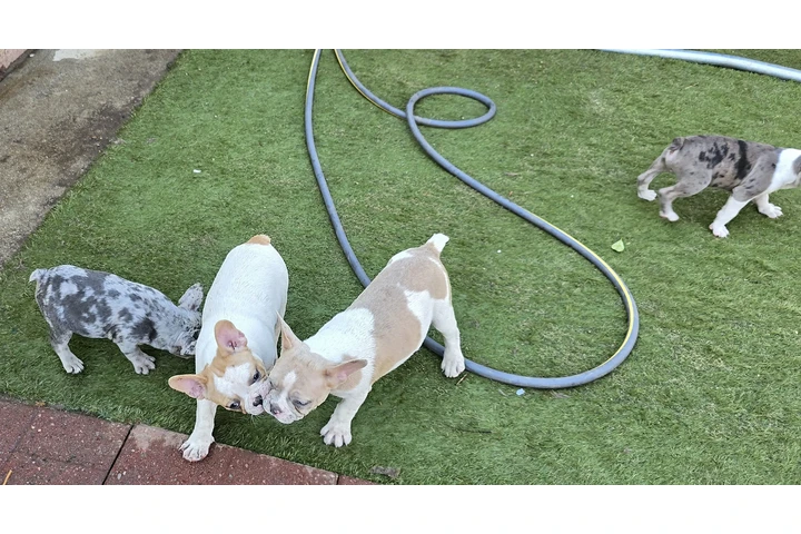 $3 : French bulldogs fluffy carrier image 6