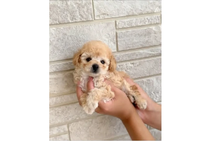 $350 : Cachorros Maltipoo a la venta image 1