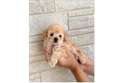 Cachorros Maltipoo a la venta en Madison WV