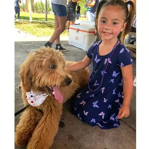 $800 : male and female Goldendoodles image 1