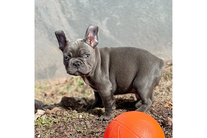 Fluffy Frenchies puppies image 4