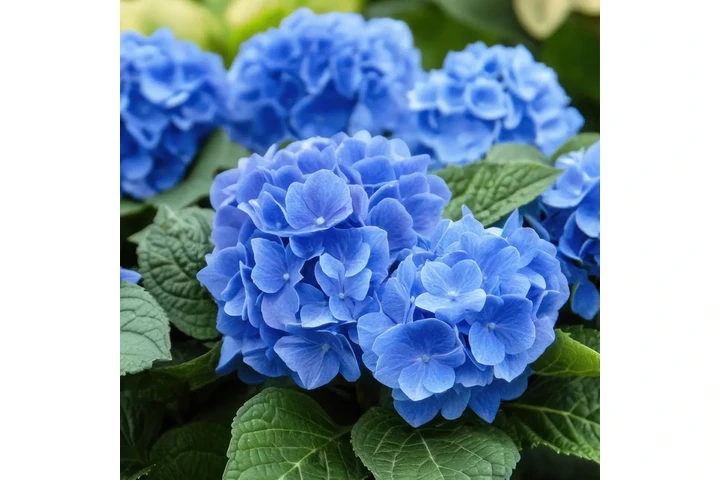 Nikko Blue Hydrangea Shrub image 1
