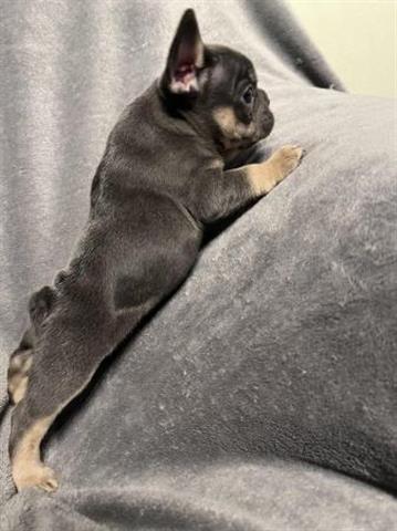 $900 : Registered French Bulldog Pupp image 6