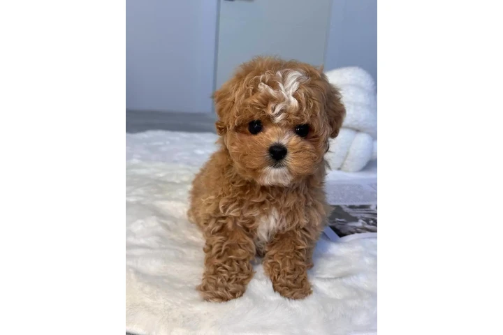$350 : Male & Female Maltipoo Puppies image 3
