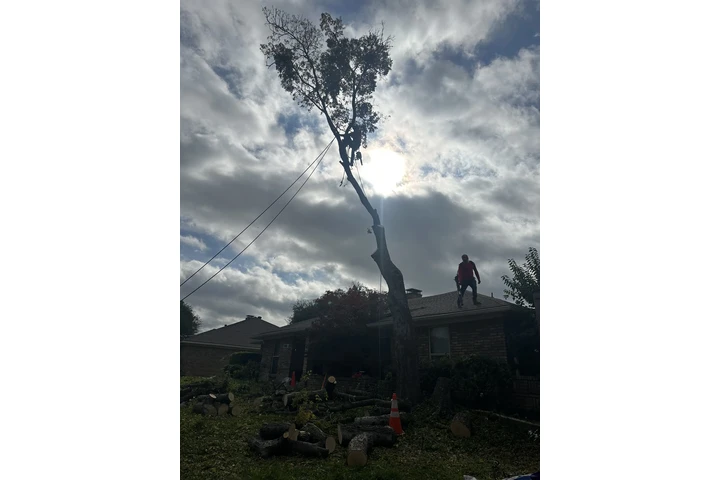 Tree service image 1
