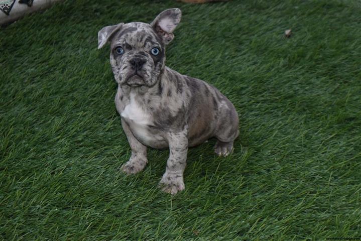 french bulldog merle for sale | Ponce | 20282849