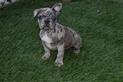 $780 : french bulldog merle for sale thumbnail