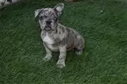 french bulldog merle for sale en Ponce