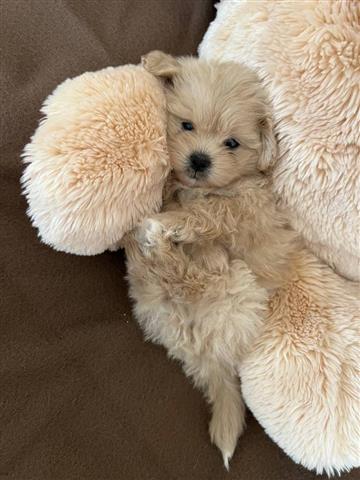 $400 : Cachorro maltipoo en venta image 4