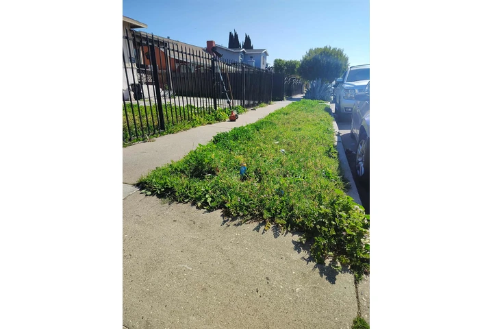 Corte de pasto 🏡$35 image 7