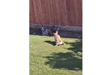 French bulldogs fluffy carrier en Los Angeles
