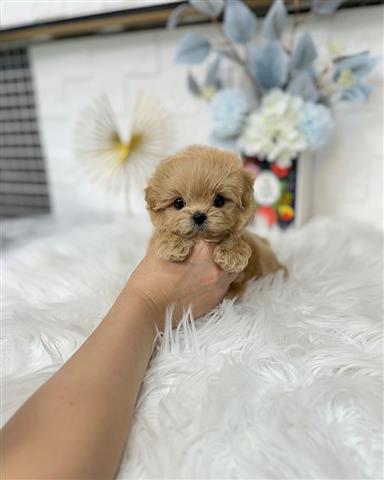 $350 : MALTIPOO EN VENTA image 3