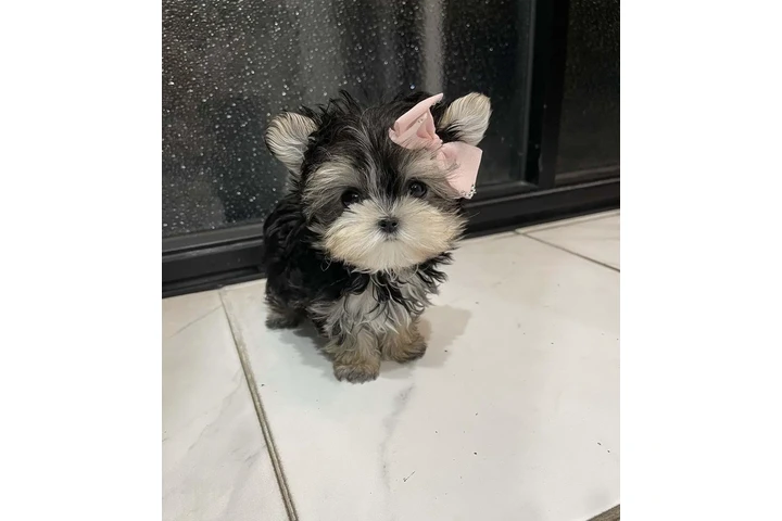 $350 : Yorkie Teacup Cachorros image 1