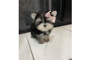 Yorkie Teacup Cachorros en Los Angeles