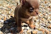 $350 : CHIHUAHUA EN VENTA thumbnail