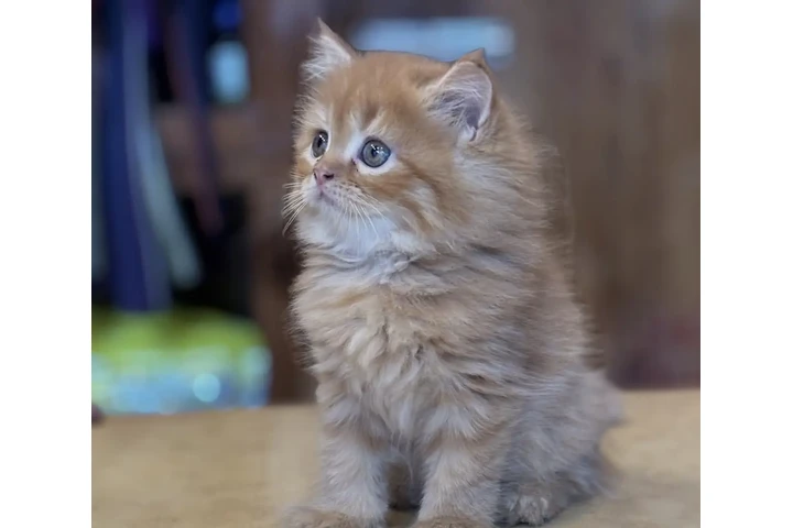 $300 : Preciosos gatitos Persian image 1