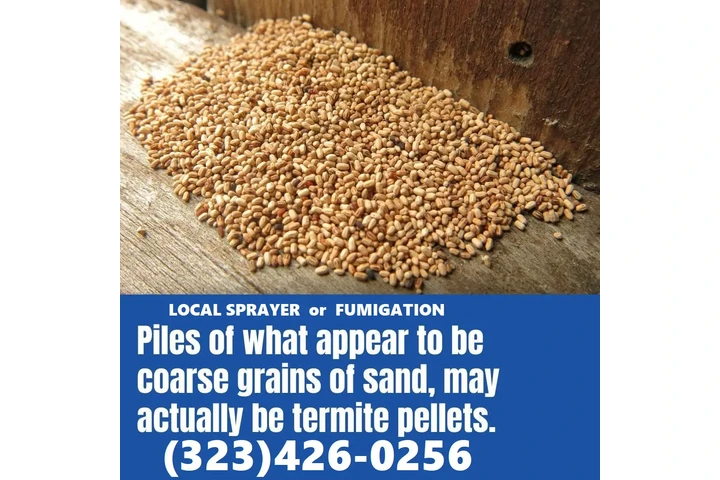TERMITE CONTROL NEAR ME 24/7.- image 5