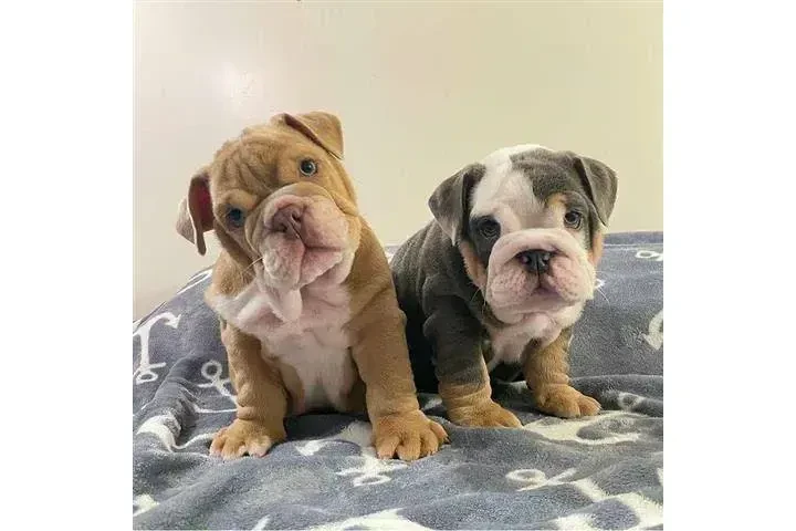 $500 : Cachorros de bulldog inglés image 2