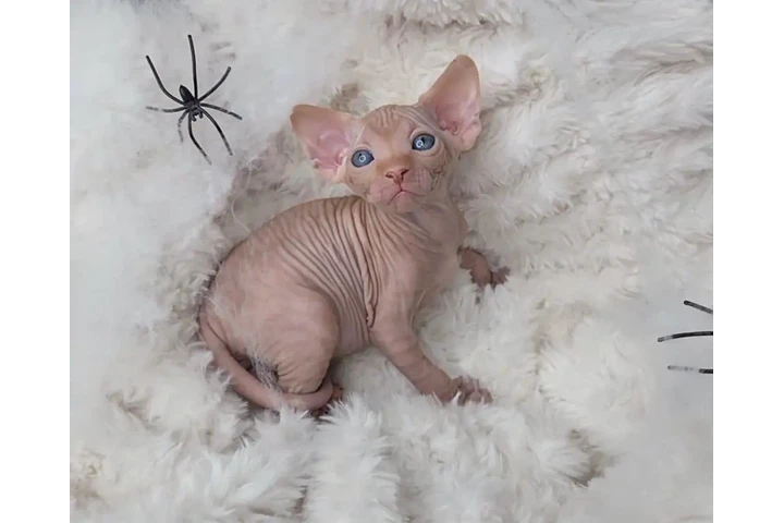 $400 : Two sphynx boys for sale image 1