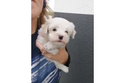 malteses Teacup a la venta en Philadelphia