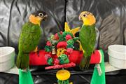 $300 : lil snupe parrots thumbnail